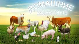 Твое любимое домашнее животное