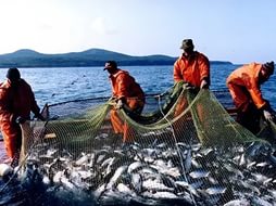 Увлекательный мир промысловых рыб реки Волги Увлекательный мир промысловых рыб реки Волги
